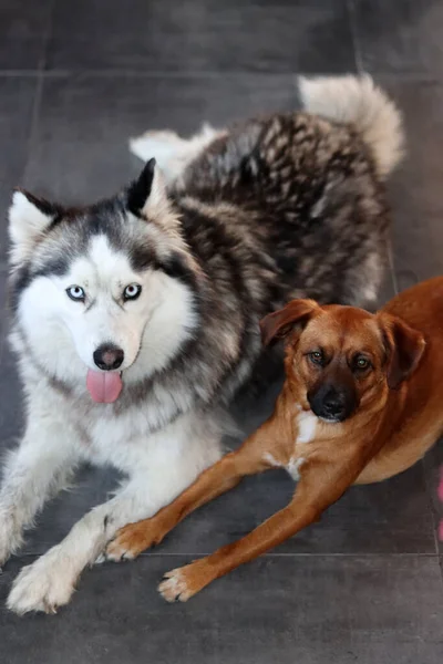 西伯利亚哈士奇犬和他的朋友躺在灰色的地板上 两只狗牵着爪子 宠物的友谊概念 可爱的狗狗合影 — 图库照片