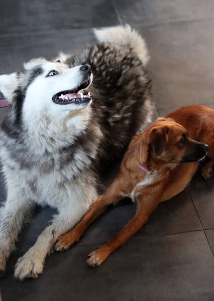 Anjing Serak Siberia Dengan Temannya Tergeletak Lantai Abu Abu Dua — Stok Foto