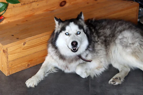 Αλάσκα Μαλαμουτ Κοντινό Πορτραίτο Επιλεκτική Εστίαση Χαριτωμένο Σκυλί Οργής Στο — Φωτογραφία Αρχείου