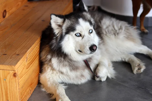 Närbild Foto Sibiriska Husky Med Vackra Blå Ögon Glad Sällskapsdjur — Stockfoto