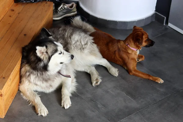 Husky Dog Small Mixed Dog Laying Together Floor Home Grey — Stock Photo, Image