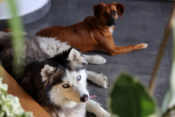 西伯利亚哈士奇犬和小棕色混血犬的近照 有趣可爱的狗 最好的朋友概念 案文的篇幅 — 图库照片