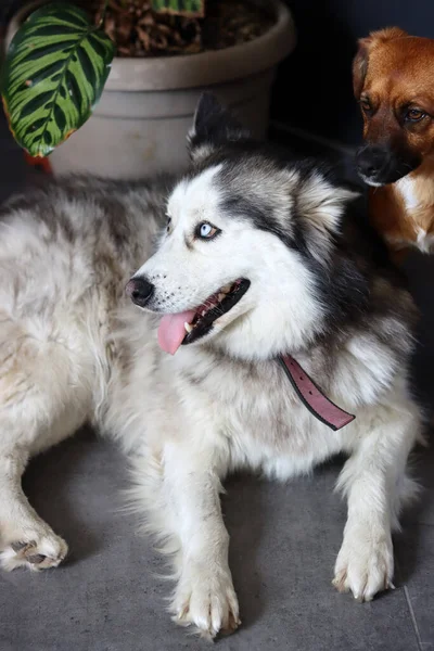 Şirin Rodezyalı Sırt Köpeği Sibirya Husky Yakın Plan Fotoğrafı Arkadaşlık — Stok fotoğraf