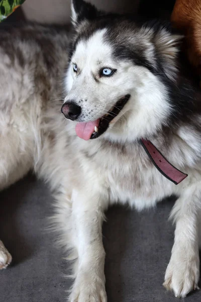 Sibiřský Husky Pes Modrýma Očima Vyplazeným Jazykem Chlupatý Pes Zblízka — Stock fotografie
