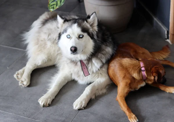 Сибирский Хаски Дог Другом Лежащим Сером Полу Две Собаки Держат — стоковое фото