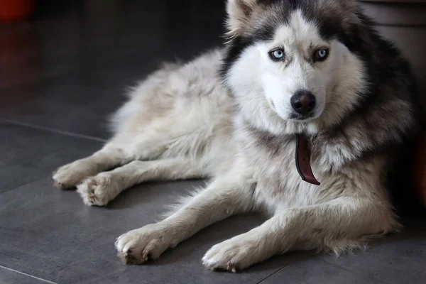 Alaskan Malamute Close Portret Selectieve Focus Leuke Woedende Hond Thuis — Stockfoto