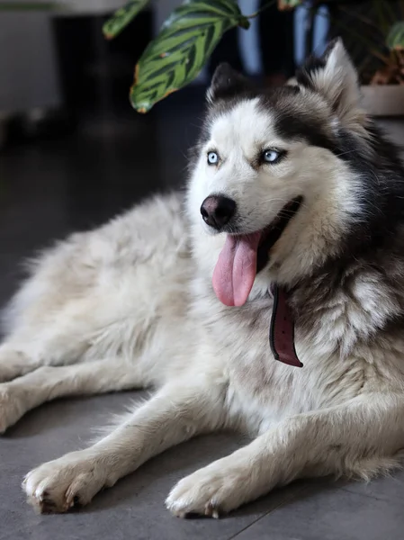 Siberian Husky Dog Blue Eyes Tongue Hanging Out Furry Dog — Stock Photo, Image