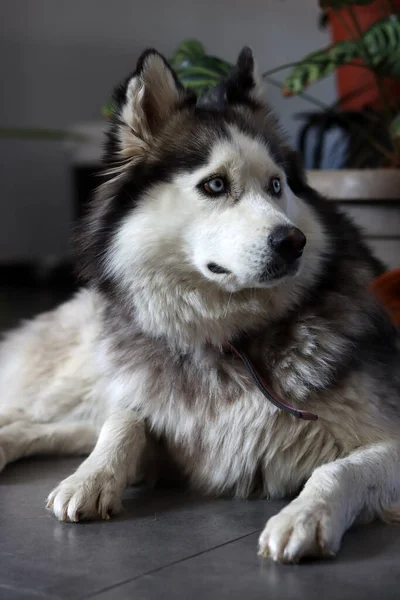 Feche Foto Husky Siberiano Com Belos Olhos Azuis Feliz Animal — Fotografia de Stock