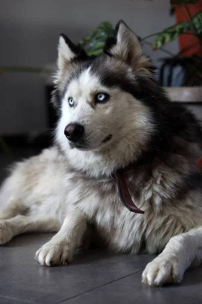 Alaska Malamute Närbild Porträtt Selektivt Fokus Söt Rasande Hund Hemma — Stockfoto