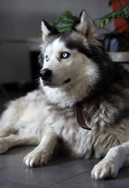 Foto Cerca Husky Siberiano Con Hermosos Ojos Azules Concepto Mascota — Foto de Stock