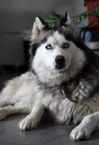 Alaskan Malamute Close Portrait Selective Focus Cute Fury Dog Home — Stock Photo, Image