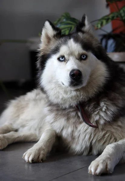 Alaska Malamute Retrato Cerca Enfoque Selectivo Lindo Perro Furia Casa — Foto de Stock