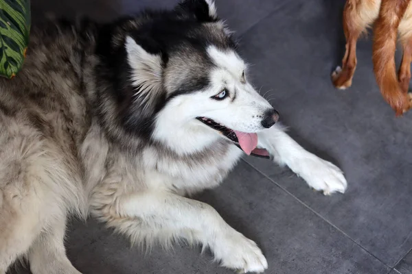 Syberyjski Pies Husky Niebieskimi Oczami Językiem Wierzchu Włochaty Pies Bliska — Zdjęcie stockowe