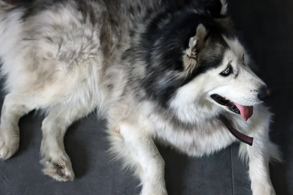 Alaska Malamute Närbild Porträtt Selektivt Fokus Söt Rasande Hund Hemma — Stockfoto