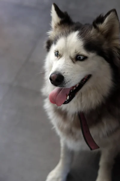 Siberian Husky Cão Com Olhos Azuis Língua Pendurada Para Fora — Fotografia de Stock
