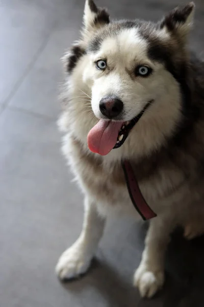 Σιβηρίας Husky Σκυλί Μπλε Μάτια Και Γλώσσα Κρέμεται Έξω Τριχωτός — Φωτογραφία Αρχείου