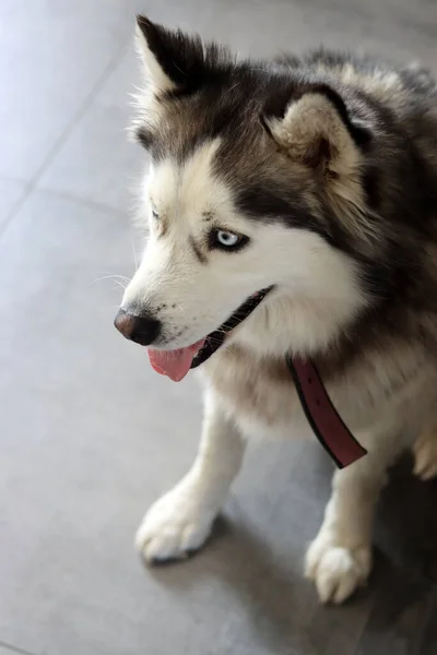 Alaskan Malamute dog with blue eyes and tongue out. Close up portrait of grey furry dog. Pet care concept.