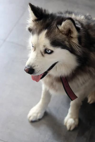 青い目と舌を持つAlaskan Malamute犬 灰色の毛皮の犬の肖像画を閉じます ペットケアの概念 — ストック写真