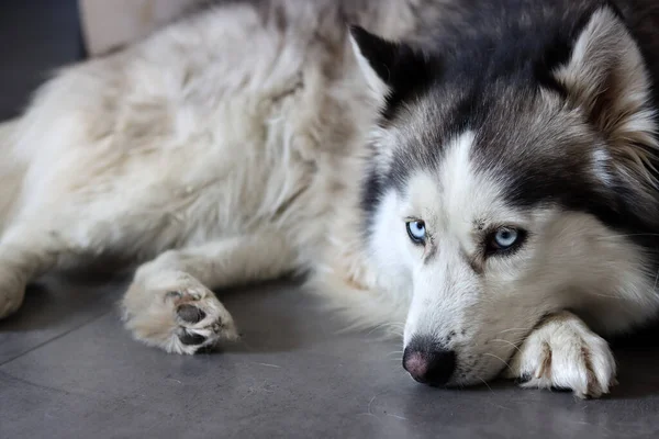 Közelkép Szibériai Huskyról Gyönyörű Kék Szemekkel Boldog Kisállat Koncepció — Stock Fotó