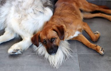 Şirin kahverengi köpek, yakın plan fotoğrafı. Yerde yatan ve kameraya bakan küçük bir köpek. Seçici odaklanma. Mutlu hayvan konsepti.