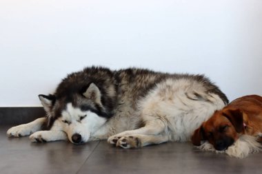 Sibirya Husky 'si ve küçük kahverengi melez köpek yakın plan fotoğrafı. Komik şirin köpekler. En iyi arkadaş konsepti. Metin için boşluk. 