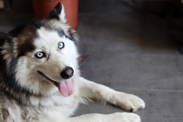 Aljašský Malamutský Pes Modrýma Očima Vyplazeným Jazykem Detailní Portrét Šedého — Stock fotografie