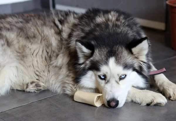 Siberian Husky Cão Deitado Chão Com Brinquedo Jovem Cão Husky — Fotografia de Stock