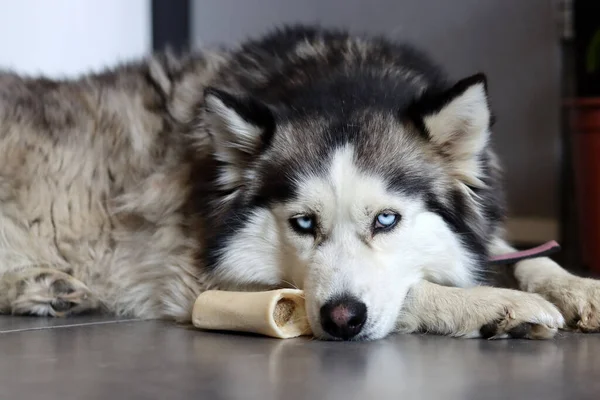 Siberische Husky Hond Liggend Grond Met Een Speeltje Jonge Husky — Stockfoto