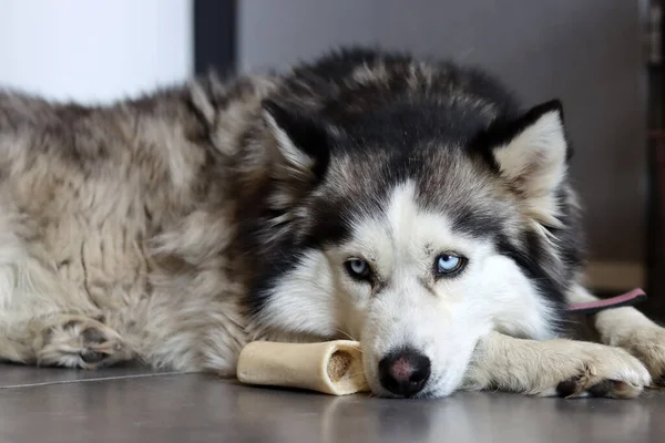 Σιβηρίας Husky Σκυλί Που Βρίσκεται Στο Πάτωμα Ένα Παιχνίδι Νεαρό — Φωτογραφία Αρχείου