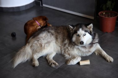 Alaska Malamute ve Sevimli Köpek evde. Köpekler oyuncaklarla oynuyor. İki köpek yerde birlikte oynuyor. Seçici odaklanma. Hayvan bakımı konsepti. 