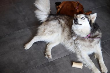 Alaska Malamute ve Sevimli Köpek evde. Köpekler oyuncaklarla oynuyor. İki köpek yerde birlikte oynuyor. Seçici odaklanma. Hayvan bakımı konsepti. 