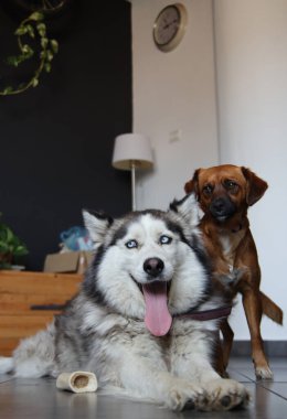 Alaska Malamute ve Sevimli Köpek evde. Köpekler oyuncaklarla oynuyor. İki köpek yerde birlikte oynuyor. Seçici odaklanma. Hayvan bakımı konsepti. 