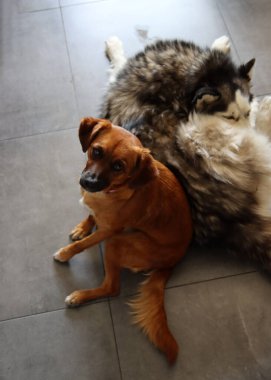 Sibirya Husky 'si ve küçük kahverengi melez köpek yakın plan fotoğrafı. Komik şirin köpekler. En iyi arkadaş konsepti. Metin için boşluk. 