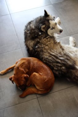 Sibirya Husky 'si ve küçük kahverengi melez köpek yakın plan fotoğrafı. Komik şirin köpekler. En iyi arkadaş konsepti. Metin için boşluk. 