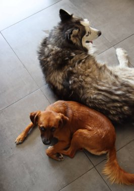 Husky köpek ve küçük melez köpek evde yerde birlikte yatıyorlar. Fotokopi alanı olan gri arkaplan. En iyi arkadaş konsepti. 