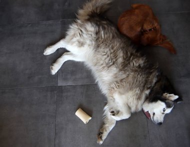 Alaska Malamute ve Sevimli Köpek evde. Köpekler oyuncaklarla oynuyor. İki köpek yerde birlikte oynuyor. Seçici odaklanma. Hayvan bakımı konsepti. 