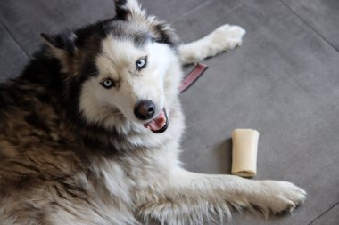 Sibirya Husky köpeği elinde oyuncakla yerde yatıyor. Genç, iri yarı köpek kemikle oynuyor. Organik köpek oyuncakları konsepti. Fotokopi alanı olan gri arkaplan. Mutlu evcil hayvanlar. 