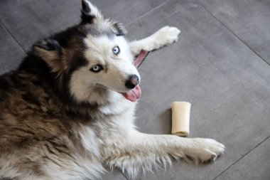 Sibirya Husky köpeği elinde oyuncakla yerde yatıyor. Genç, iri yarı köpek kemikle oynuyor. Organik köpek oyuncakları konsepti. Fotokopi alanı olan gri arkaplan. Mutlu evcil hayvanlar. 