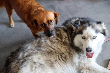 Sibirya Husky 'si ve küçük kahverengi melez köpek yakın plan fotoğrafı. Komik şirin köpekler. En iyi arkadaş konsepti. Metin için boşluk. 