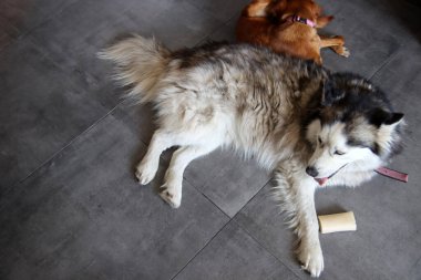 Alaska Malamute ve Sevimli Köpek evde. Köpekler oyuncaklarla oynuyor. İki köpek yerde birlikte oynuyor. Seçici odaklanma. Hayvan bakımı konsepti. 