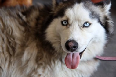 Alaska Malamute köpeği, mavi gözlü ve dili dışarıda. Gri tüylü köpeğin yakın portresi. Hayvan bakımı konsepti. 