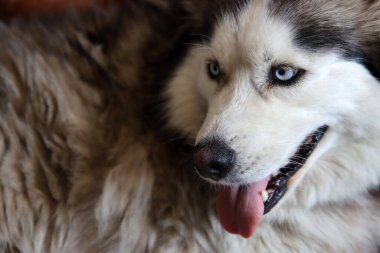 Alaska Malamute köpeği, mavi gözlü ve dili dışarıda. Gri tüylü köpeğin yakın portresi. Hayvan bakımı konsepti. 