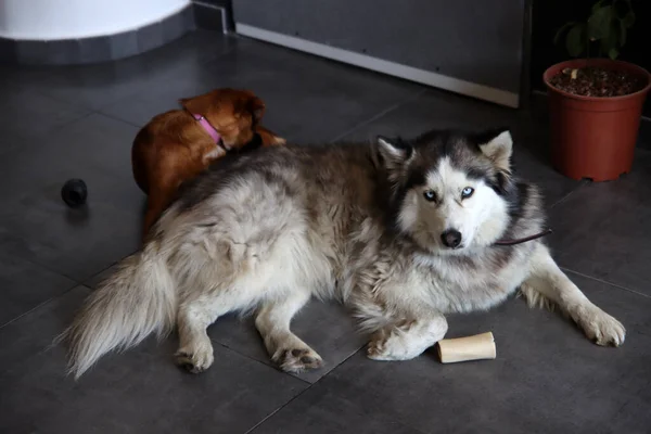 阿拉斯加的Malamute和可爱的小狗在家里 狗玩玩具 两只狗一起在地板上玩耍 有选择的重点 宠物护理概念 — 图库照片