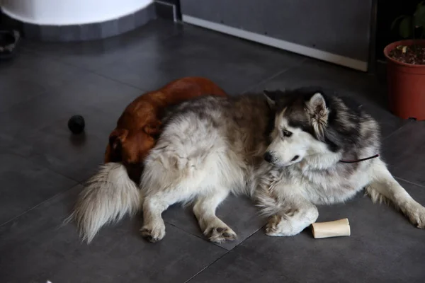 Alasca Malamute Adorável Filhote Cachorro Casa Cães Brincando Com Brinquedos — Fotografia de Stock