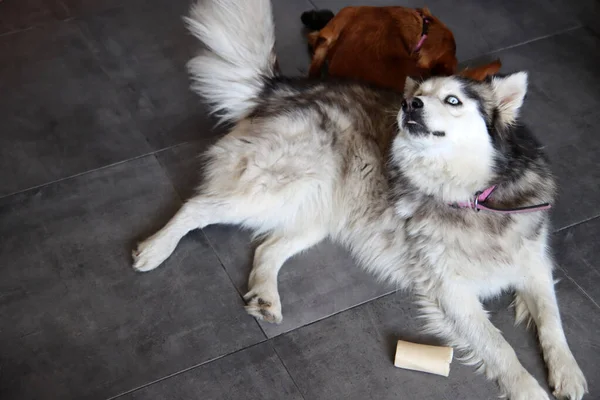 Αλάσκαν Μαλαμουτ Και Αξιολάτρευτο Κουτάβι Στο Σπίτι Σκυλιά Παίζουν Παιχνίδια — Φωτογραφία Αρχείου