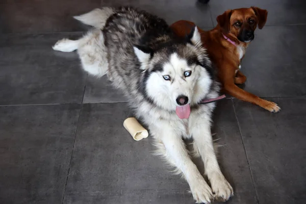西伯利亚哈士奇犬和小棕色混血犬的近照 有趣可爱的狗 最好的朋友概念 案文的篇幅 — 图库照片