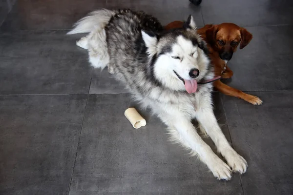 Alaskan Malamute Adorable Puppy Casa Perros Jugando Con Juguetes Dos — Foto de Stock