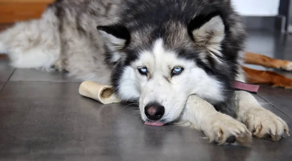 Közelkép Szibériai Huskyról Gyönyörű Kék Szemekkel Boldog Kisállat Koncepció — Stock Fotó