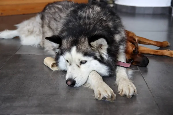 Sibirya Husky Köpeği Elinde Oyuncakla Yerde Yatıyor Genç Iri Yarı — Stok fotoğraf