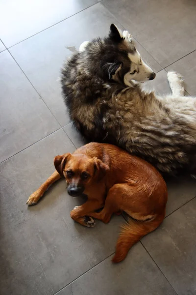 Şirin Kahverengi Köpek Yakın Plan Fotoğrafı Yerde Yatan Kameraya Bakan — Stok fotoğraf